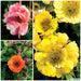 Geum 3 Plant Colour Collection - Dispatches from 20th March - Plants2Gardens