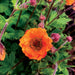Geum 3 Plant Colour Collection - Dispatches from 20th March - Plants2Gardens