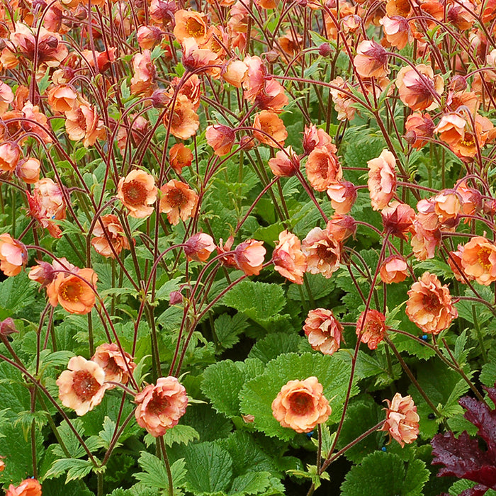 Geum 3 Plant Colour Collection - Dispatches from 20th March - Plants2Gardens
