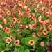 Geum 3 Plant Colour Collection - Dispatches from 20th March - Plants2Gardens