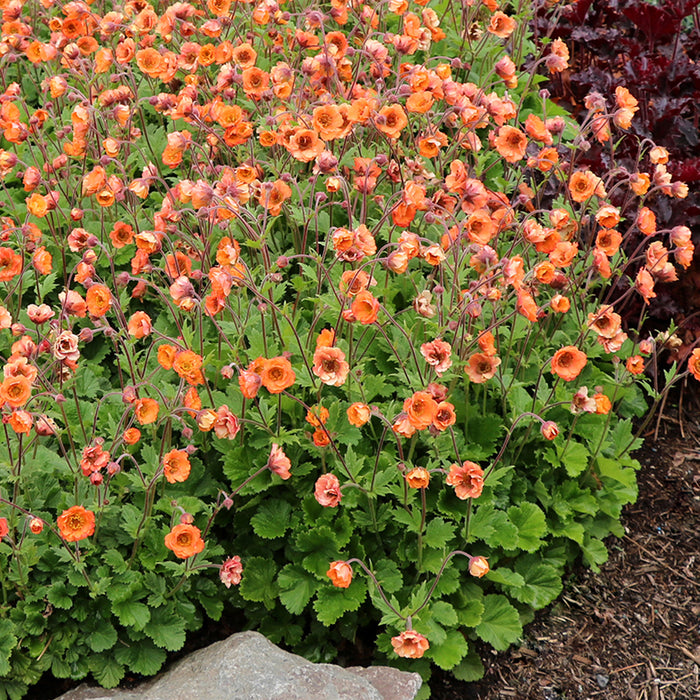 Geum 3 Plant Colour Collection - Dispatches from 20th March - Plants2Gardens