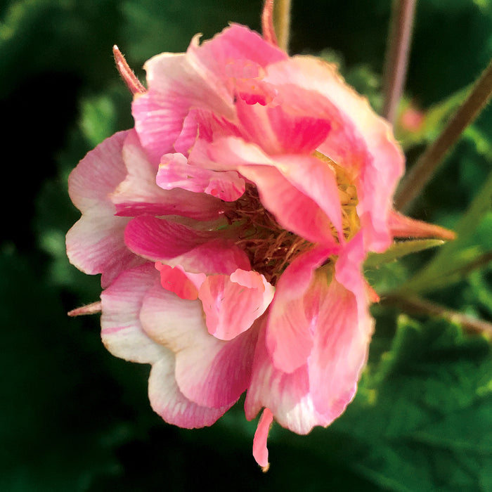 Geum 3 Plant Colour Collection - Dispatches from 20th March - Plants2Gardens