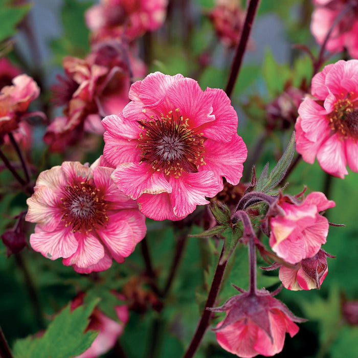 Geum 3 Plant Colour Collection - Dispatches from 20th March - Plants2Gardens