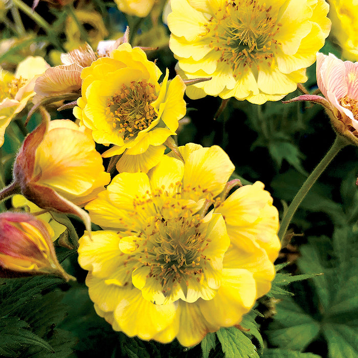 Geum 3 Plant Colour Collection - Dispatches from 20th March - Plants2Gardens