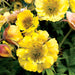 Geum 3 Plant Colour Collection - Dispatches from 20th March - Plants2Gardens