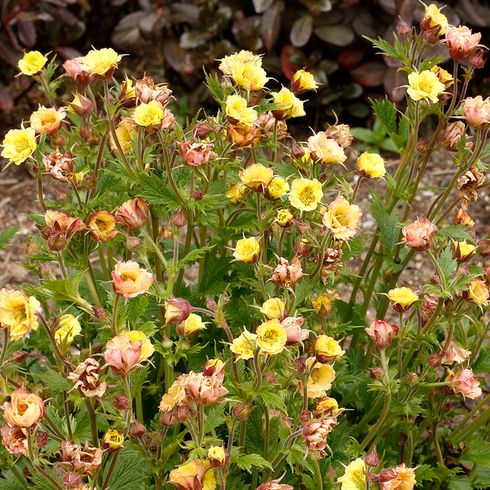 Geum 3 Plant Colour Collection - Dispatches from 20th March - Plants2Gardens