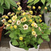 Geum 3 Plant Colour Collection - Dispatches from 20th March - Plants2Gardens