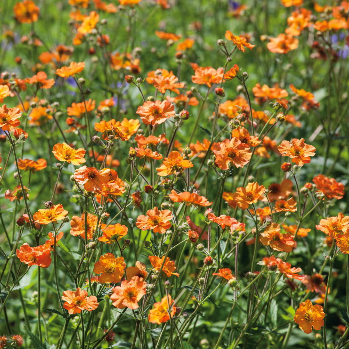 Geum Totally Tangerine (2 Litre) — Plants2Gardens