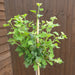 Gooseberry Hinnomaki Red Standard - Plants2Gardens