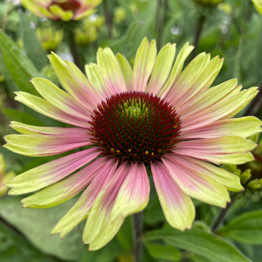 Echinacea Green Twiser 3 x 5cm - Plants2Gardens