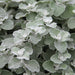 Foliage Basket Filler 10 Plant Collection - Despatch From WC 18th April - Plants2Gardens