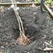 Plum Opal - Plants2Gardens