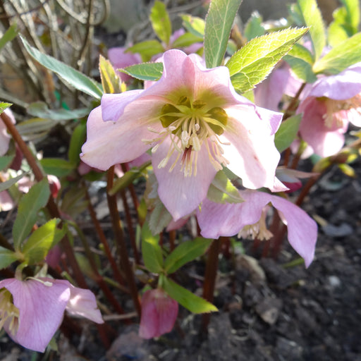 Helleborus Candy Love - Plants2Gardens