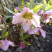 Helleborus Candy Love - Plants2Gardens