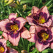 Hemerocallis Collection 3 x Bare Root - Dispatches from 11th March - Plants2Gardens