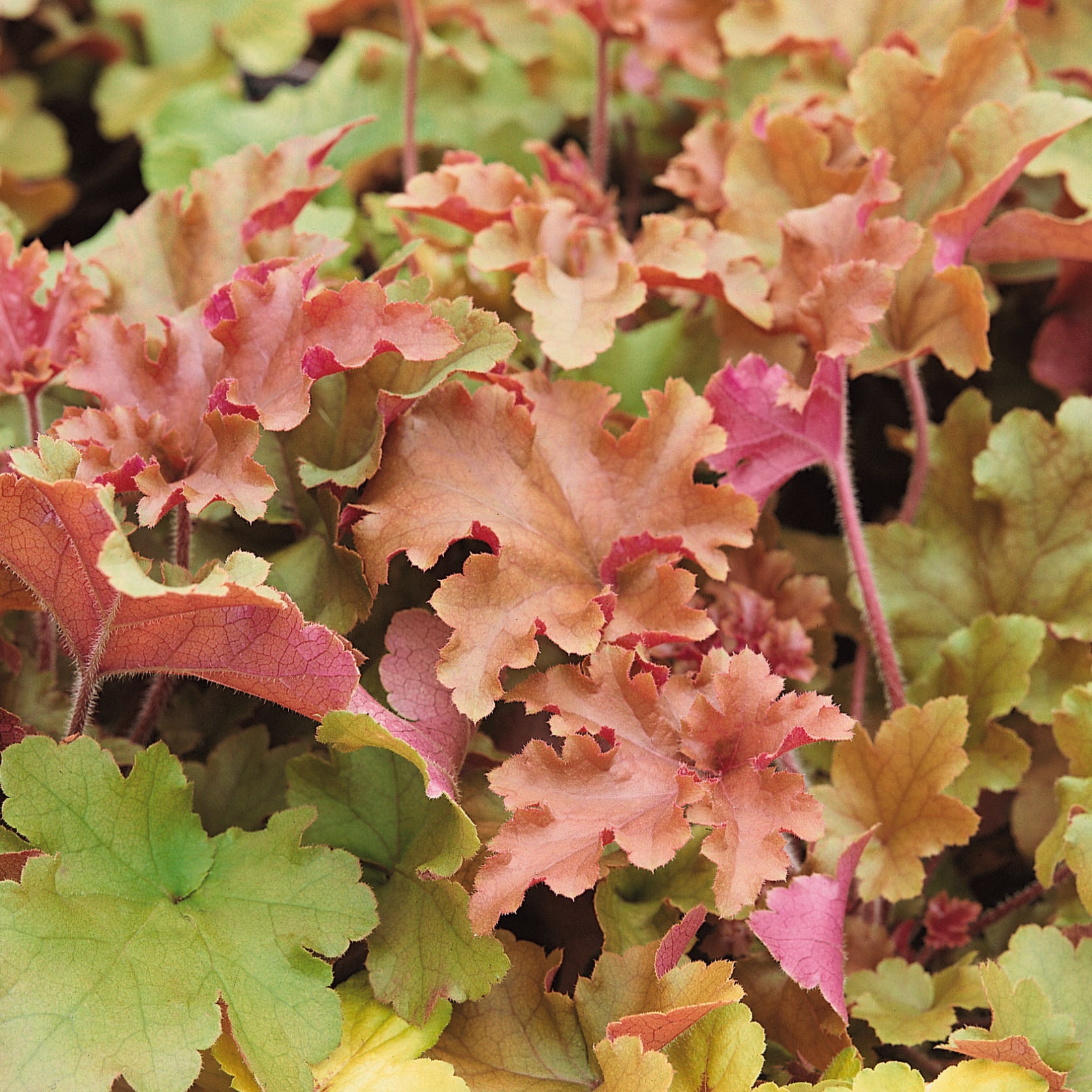 Buy Heuchera Marmalade For Only £13 — Plants2Gardens