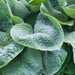 Hosta sieboldiana - Plants2Gardens