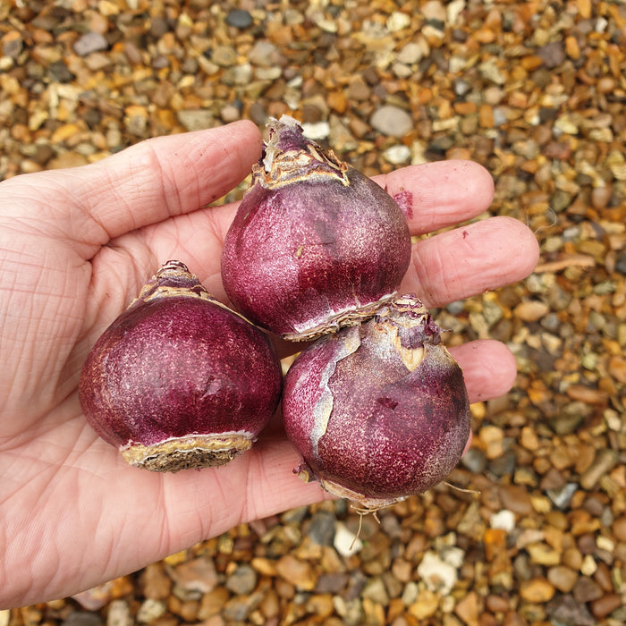 Hyacinth Sandringham 10 Bulbs - Plants2Gardens