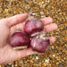 Hyacinth Sandringham 10 Bulbs - Plants2Gardens
