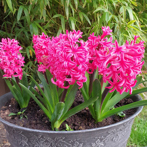 Hyacinth Sandringham 10 Bulbs - Plants2Gardens
