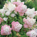 Hydrangea paniculata Cotton Cream - Plants2Gardens