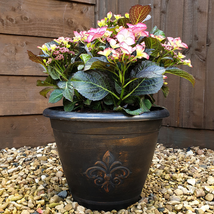 Fleur Des Lys Planter Pair Copper - Plants2Gardens