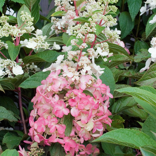 Hydrangea Magical Candle - Plants2Gardens