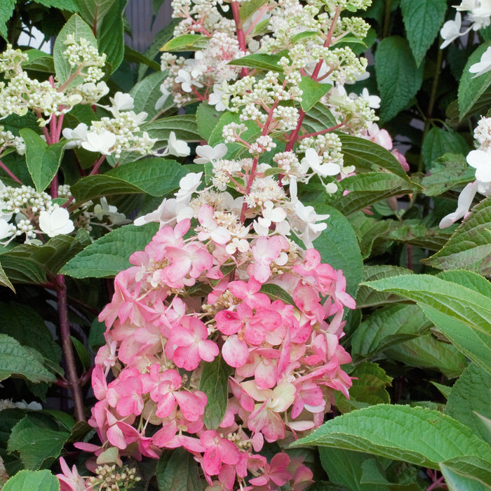 Hydrangea Magical Candle 3ltr - Plants2Gardens