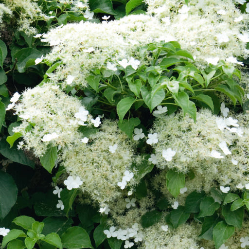 Schizophragma hydrangeoides 'Shiro Fuka Fukur' - Plants2Gardens