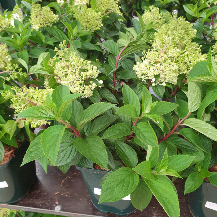 Hydrangea Strawberry Blossom - Plants2Gardens