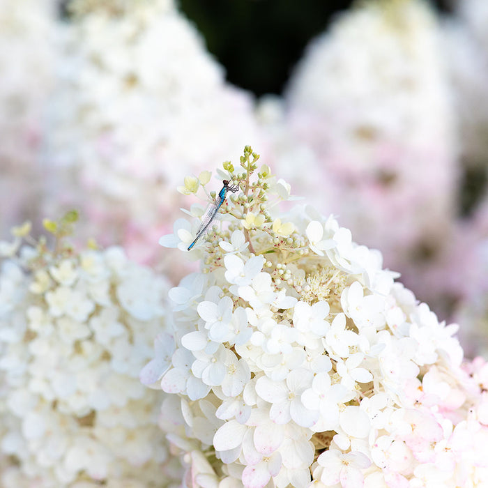 Hydrangea Strawberry Blossom - Plants2Gardens