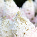 Hydrangea Strawberry Blossom - Plants2Gardens