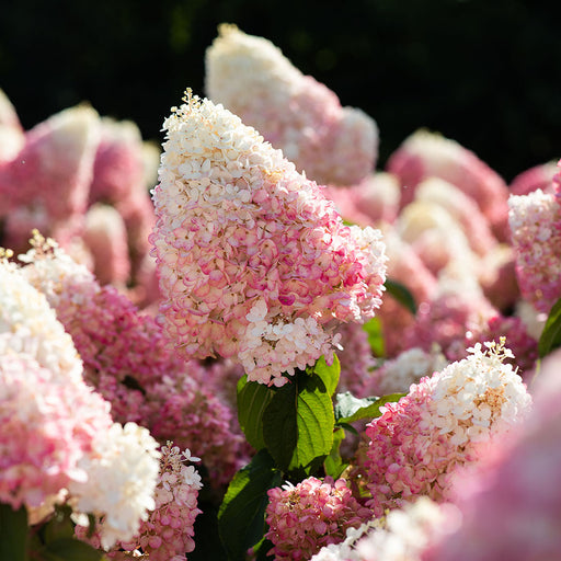 Hydrangea Strawberry Blossom - Plants2Gardens