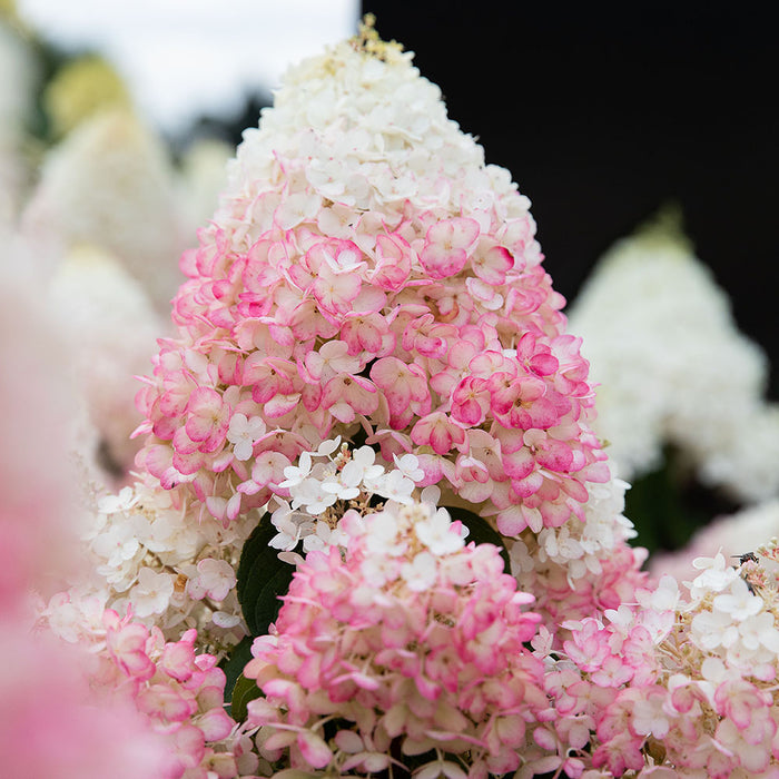 Hydrangea Strawberry Blossom - Plants2Gardens