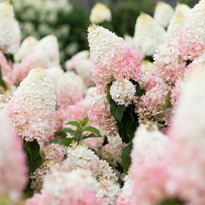 Hydrangea Strawberry Blossom - Plants2Gardens