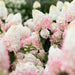 Hydrangea Strawberry Blossom - Plants2Gardens