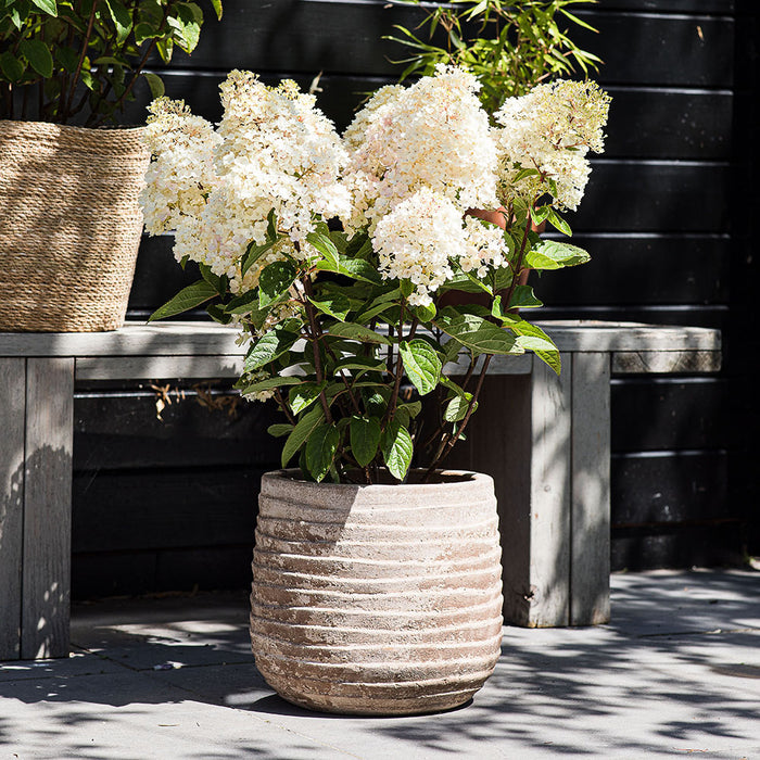 Hydrangea Strawberry Blossom - Plants2Gardens