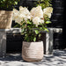 Hydrangea Strawberry Blossom - Plants2Gardens