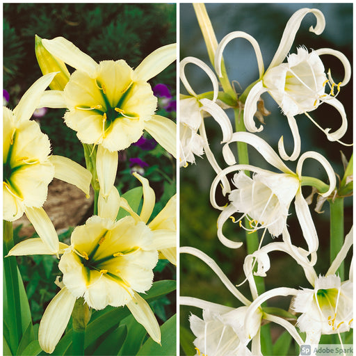 Hymenocallis Collection - Dispatches from 11th March - Plants2Gardens