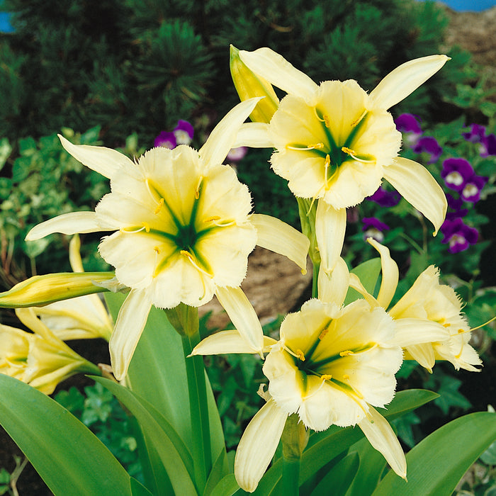 Summer Flowering Bulb Bundle - Save 65%