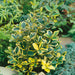 Ilex Golden King - Holly 3 Ltr - Plants2Gardens