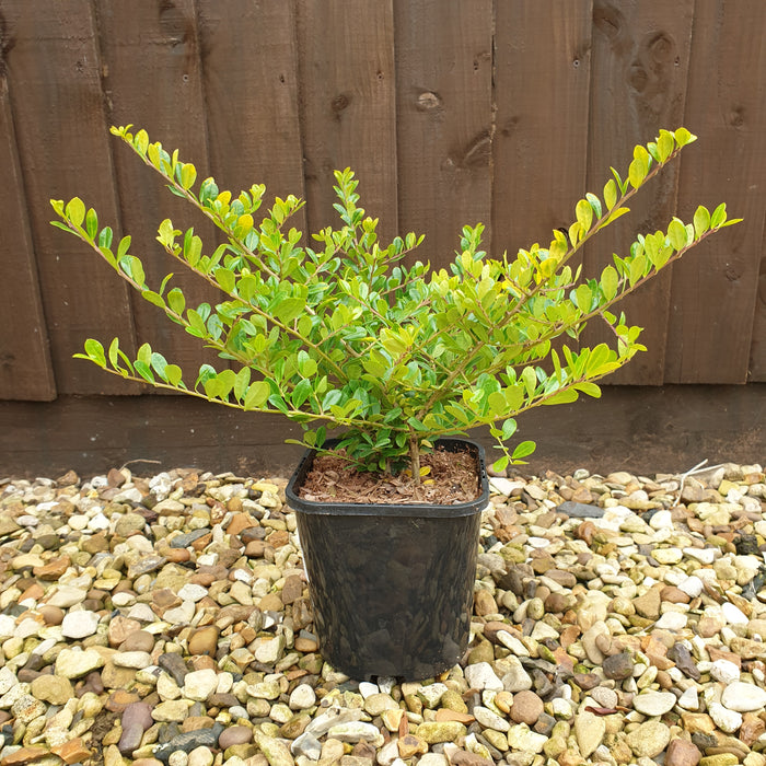 Ilex crenata Golden Gem 3ltr - Plants2Gardens