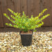 Ilex crenata Golden Gem 3ltr - Plants2Gardens