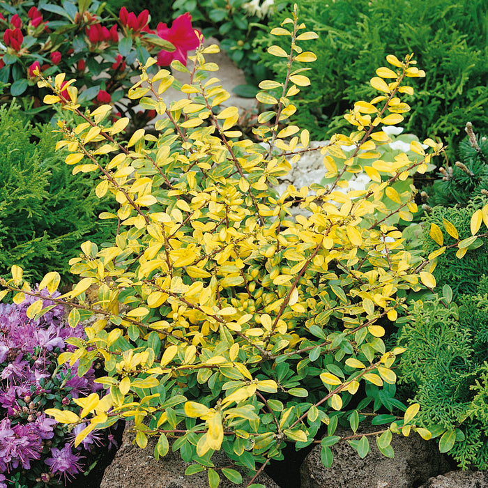 Ilex crenata Golden Gem 3ltr - Plants2Gardens