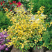 Ilex crenata Golden Gem 3ltr - Plants2Gardens