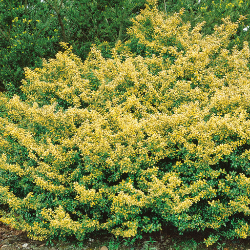 Ilex crenata Golden Gem 3ltr - Plants2Gardens
