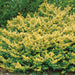 Ilex crenata Golden Gem 3ltr - Plants2Gardens