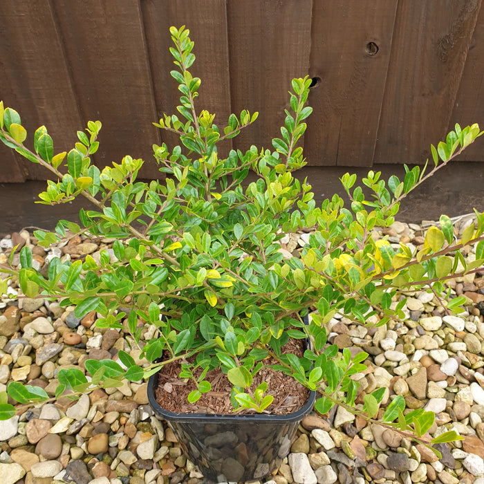Ilex crenata Golden Gem 3ltr - Plants2Gardens