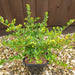 Ilex crenata Golden Gem 3ltr - Plants2Gardens