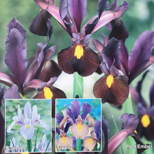 Iris Hollandica 60 Bulb Collection - Plants2Gardens